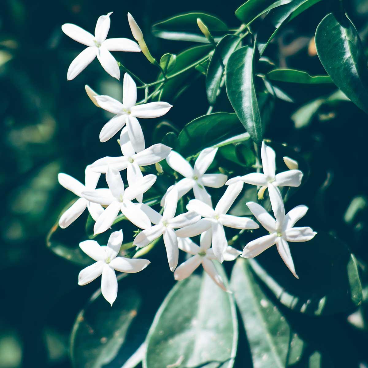 Jasmine Essential Oil Uses – Rocky Mountain Oils