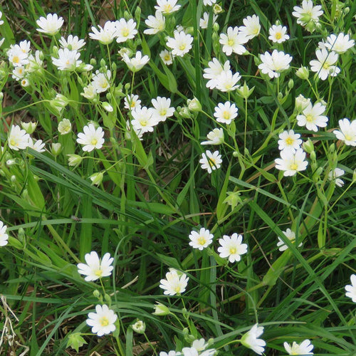 German Chamomile Essential Oil Uses