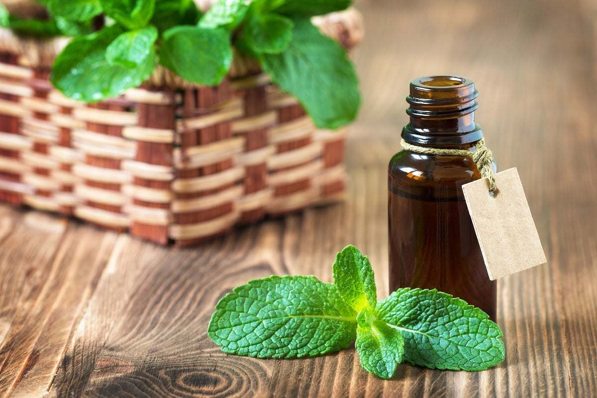 Discover the Power of Peppermint Essential Oil Benefits