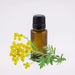 Blue Tansy Essential Oil - 1oz